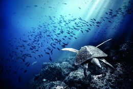 Imagen de IWC, socio de la Fundación Charles Darwin