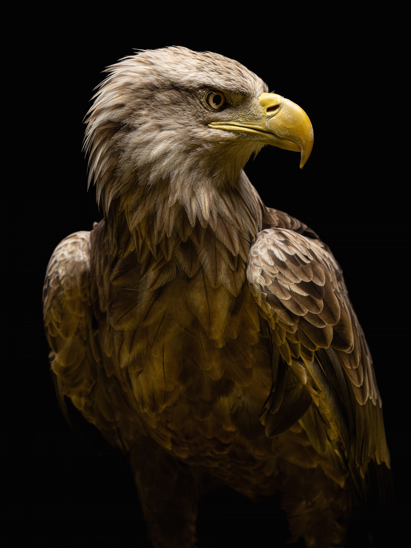 Chopard con la fauna alpina